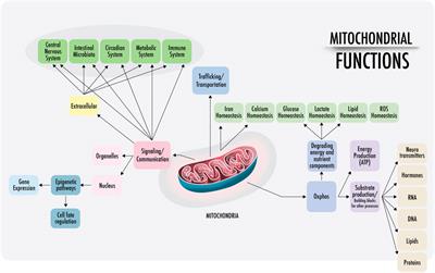 Mitochondria: It is all about energy